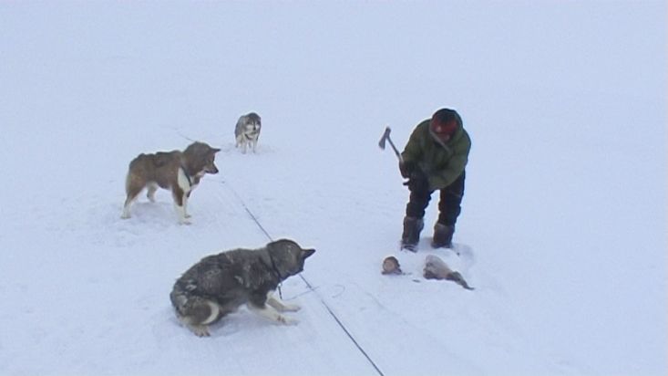 An Inuit quartering a seal to feed its sled dogs - Nanoq 2007 expedition