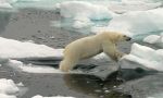 Navigation among the icebergs, the polar bear home