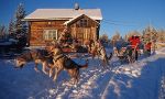 Dog sleighing safari in Lapland